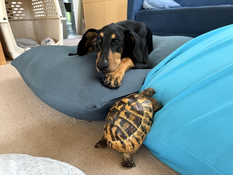 ヨギボーに上る ヨギボーに上る