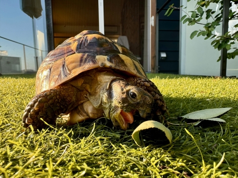 ジューンベリーの葉っぱを食べる ジューンベリーの葉っぱを食べる