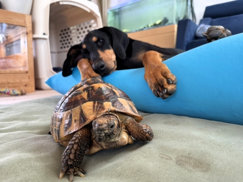 室内をがしがし 室内をがしがし