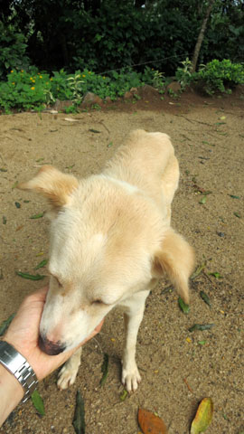 犬