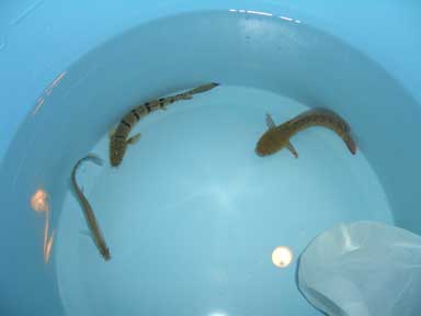 3尾ともそれほどサイズの差がない 左からナイフ、デルヘジ、スネーク