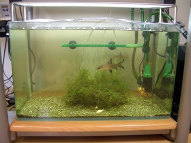 繁茂しすぎていた60cm水槽Bのウィローモスをトリミングした