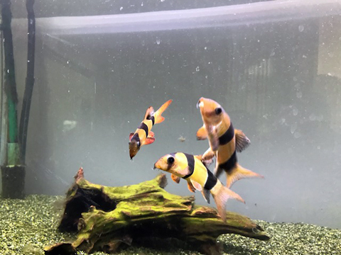 まだ餌の時間ちゃうで