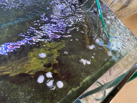 氷もすぐに溶けていく 氷もすぐに溶けていく