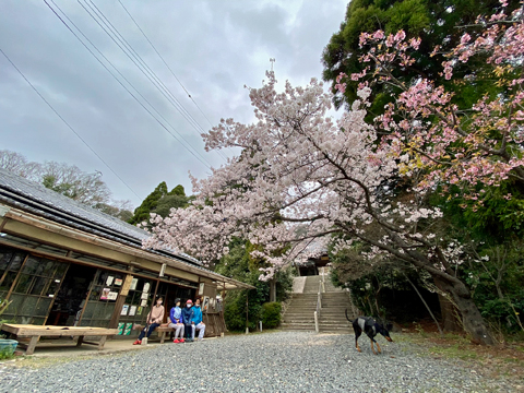 桜茶屋で桜を見ながら 桜茶屋で桜を見ながら