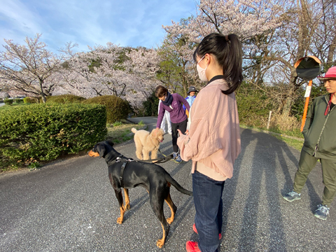 ダムでサクラに会った ダムでサクラに会った