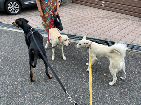 ご挨拶は問題なし ご挨拶は問題なし