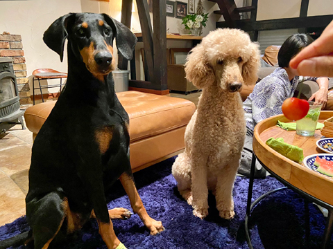 さくらんぼ食べるか? さくらんぼ食べるか?