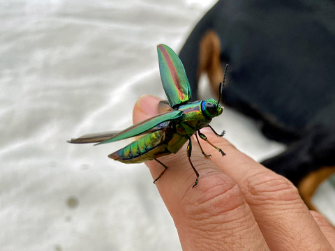 大きなタマムシが飛来 大きなタマムシが飛来