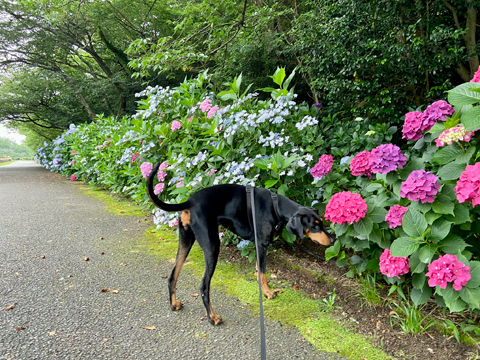 アジサイの花が見頃 アジサイの花が見頃