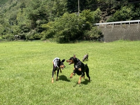 テンとランデブー テンとランデブー