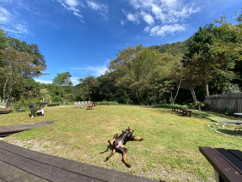 転がる 転がる
