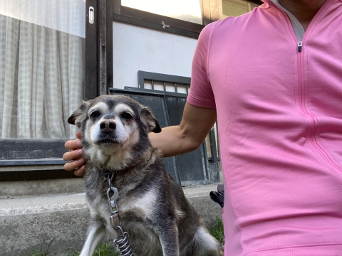 ここにもかわいいわんこ ここにもかわいいわんこ