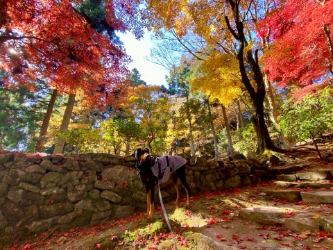 境内の紅葉はピークか 境内の紅葉はピークか