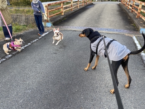 こたつ&いちごに遭遇 こたつ&いちごに遭遇