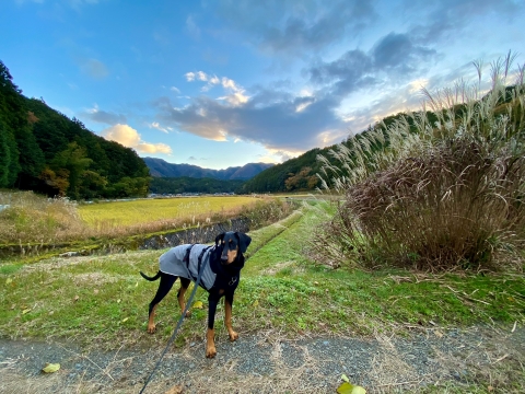 里山を歩く 里山を歩く