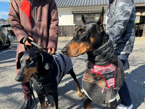 顔も肌触りもそっくり 顔も肌触りもそっくり