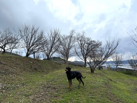 海が見えるさくら公園 海が見えるさくら公園