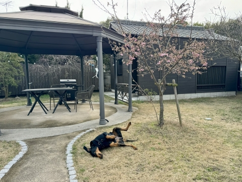 宿に戻り芝でごろすり 宿に戻り芝でごろすり