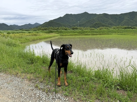 cAI