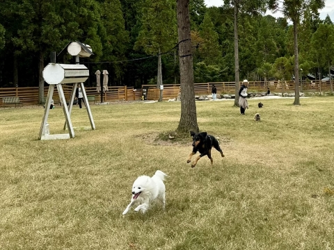 もものすけを追う もものすけを追う