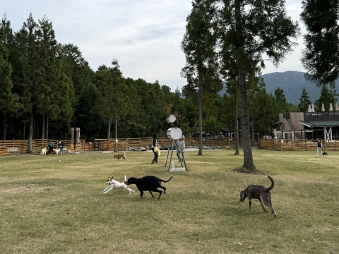 おもちゃを持って再開 おもちゃを持って再開
