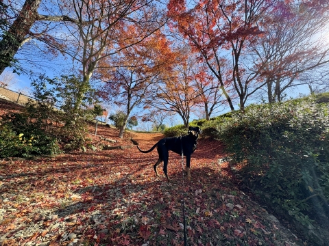 紅葉の絨毯の上を歩く 紅葉の絨毯の上を歩く