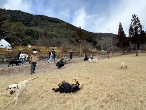 芝犬化する 芝犬化する