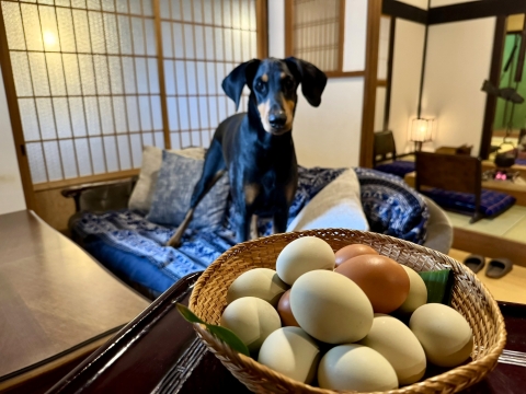 アローカナの卵 アローカナの卵