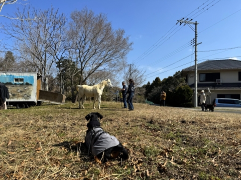 淡路島で馬を見守る 淡路島で馬を見守る