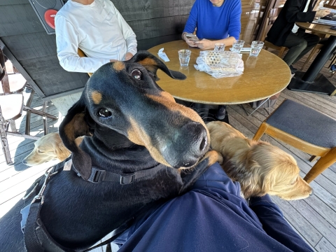 ێRɗ