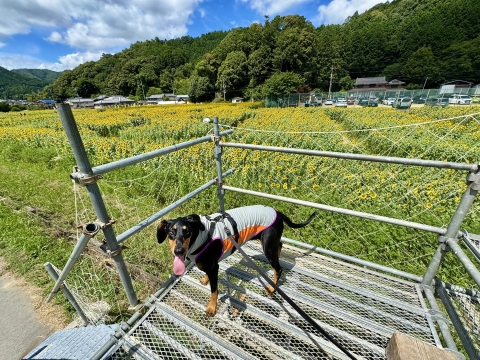 炵