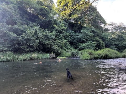晴れてきたので川へ 晴れてきたので川へ