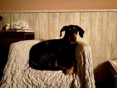 ���C�ɓ���̈�l�|���\�t�@