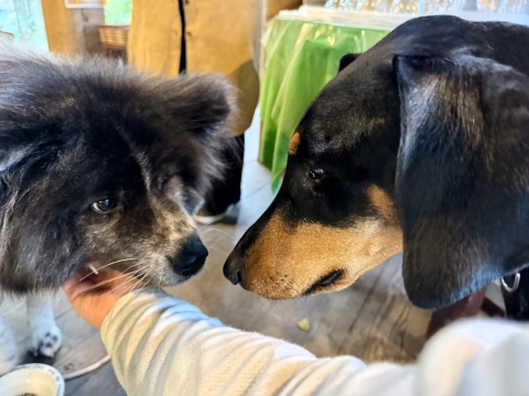 �H�c�̂Ă񂿂��