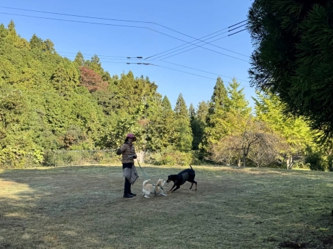 �����ł������v��