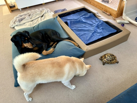 �v�X�̂��Ζ�