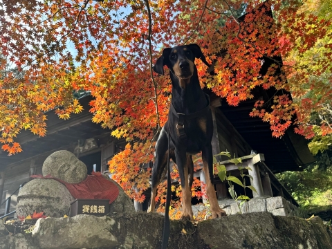 �卑���̍g�t