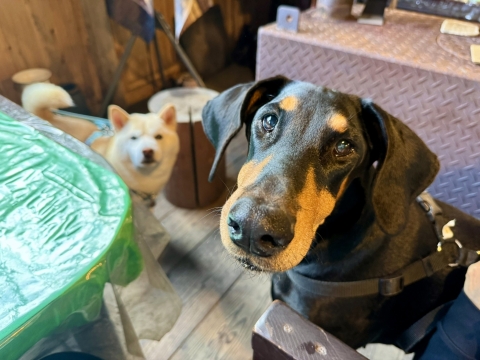 �C�܂܂ɂ���Ă���