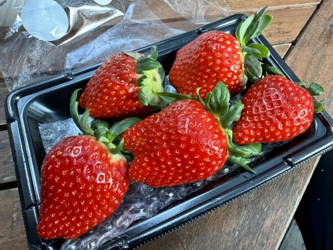 �O���ɓ��̉w�Ŕ������C�`�S��