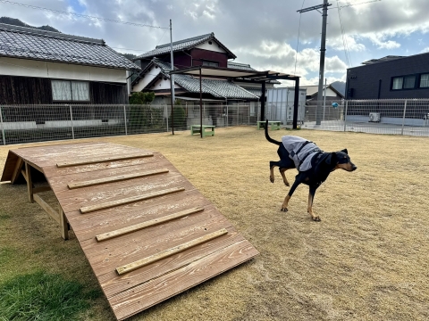 �܂��̓h�b�O�����ő���