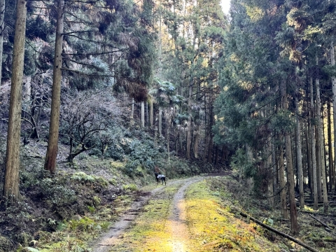 �ѓ��ؘ̖R���������