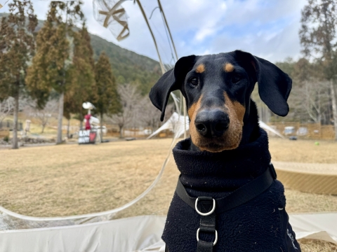 おすまし おすまし