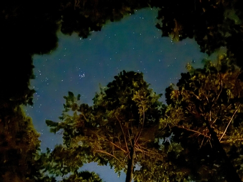 樹々の間から覗く無数の星 樹々の間から覗く無数の星