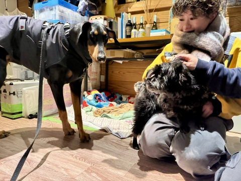 事務所でスタッフ犬と戯れ 事務所でスタッフ犬と戯れ