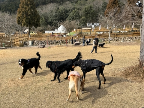 この日は大型犬多数 この日は大型犬多数