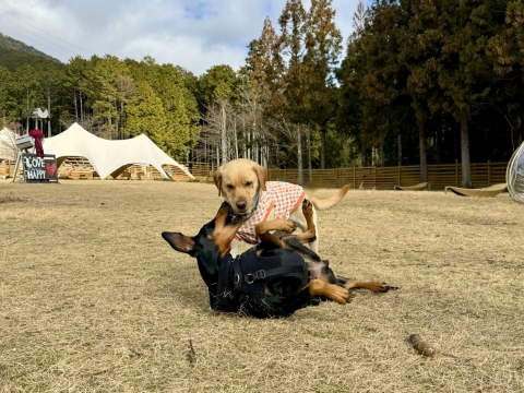 ジュリアに寝技 ジュリアに寝技