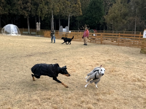 キトもいた キトもいた