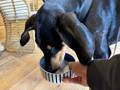 ヤギミルクをご馳走になった ヤギミルクをご馳走になった