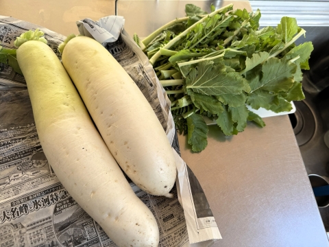 帰宅し鹿の匠ファミリーに頂いた葉付きの立派な大根を処理 帰宅し鹿の匠ファミリーに頂いた葉付きの立派な大根を処理